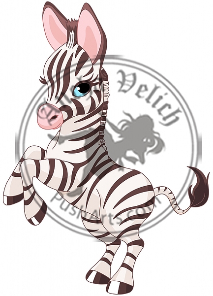 Cute baby zebra