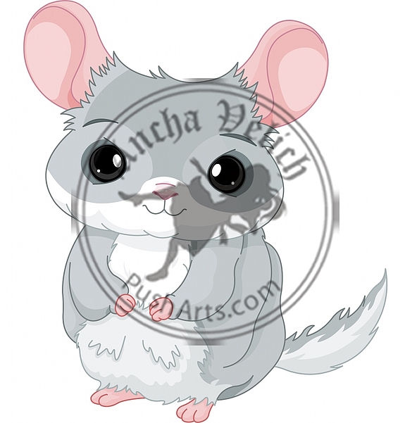 Chinchilla