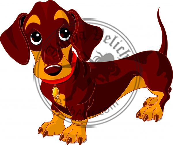 Dachshund dog