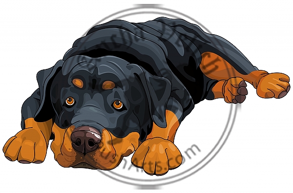 Rottweiler