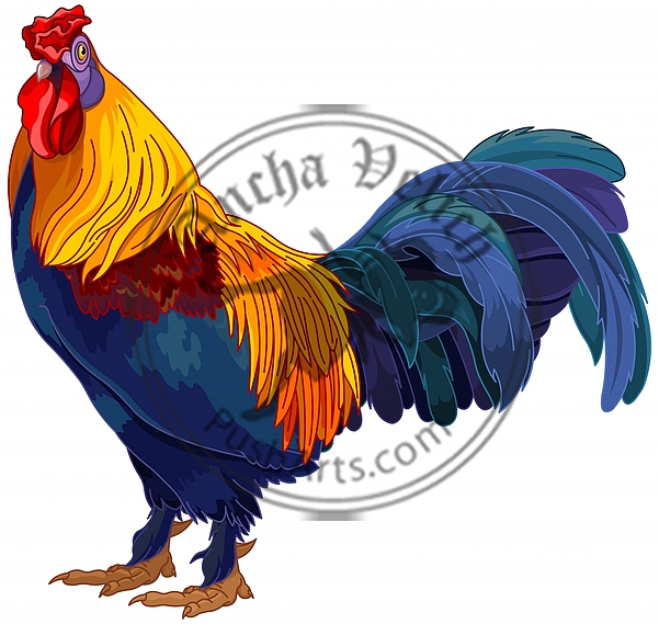 Rooster