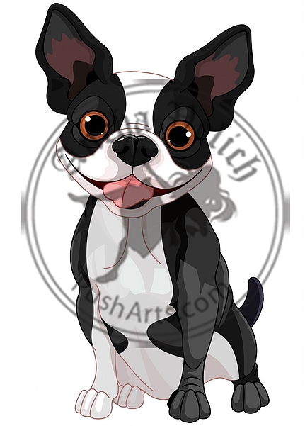 Boston Terrier