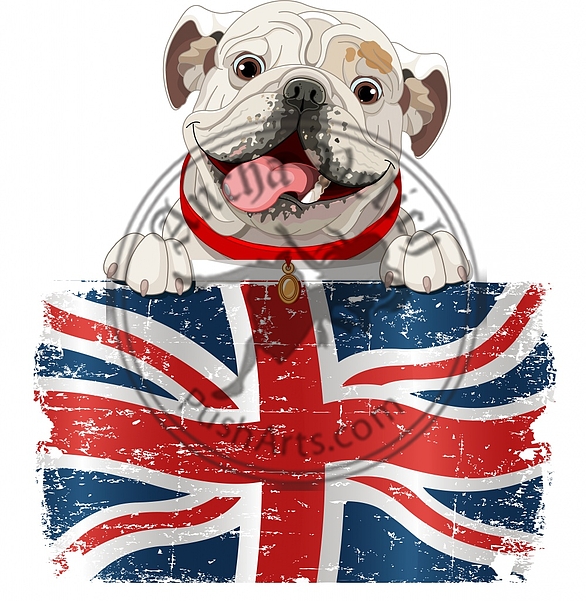 English Bulldog