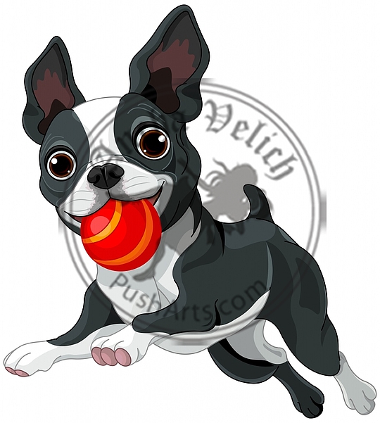 Boston Terrier Holds Ball