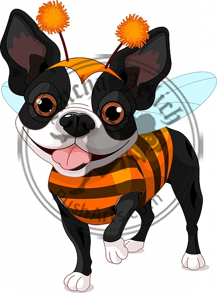 Halloween Boston Terrier