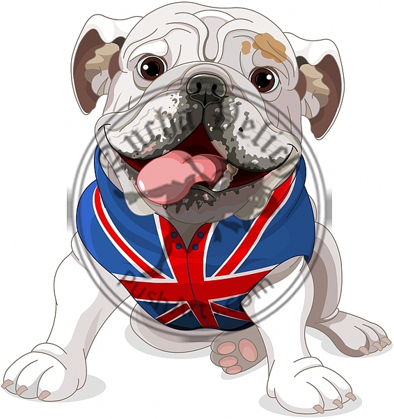 English Bulldog