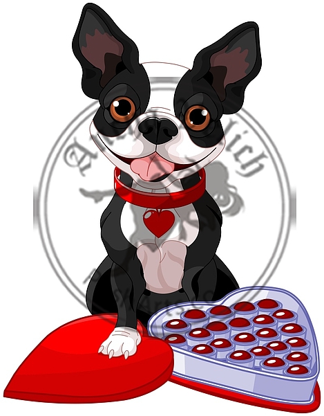 Valentine day Boston terrier