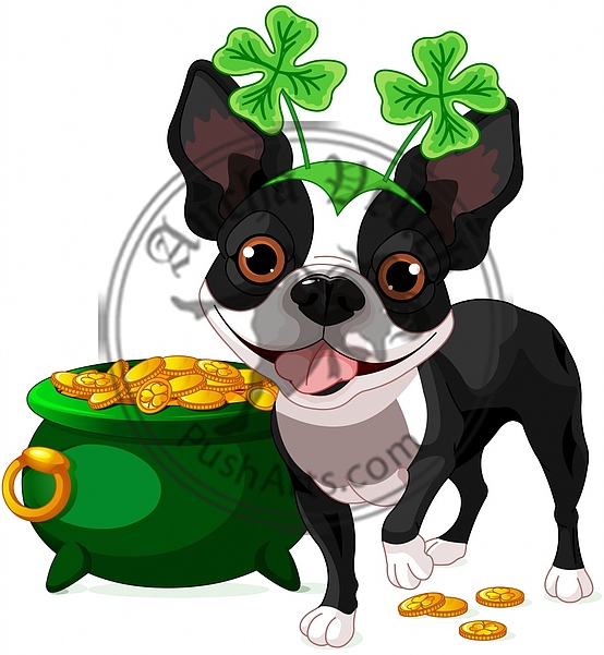 Boston Terrier celebrates Saint Patrick Day