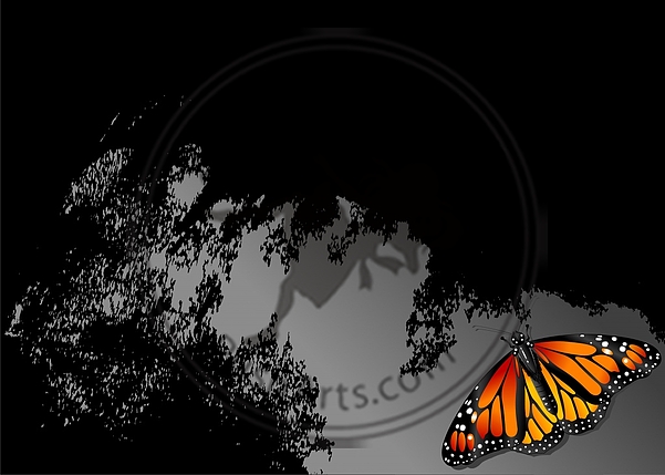 Butterfly Abstract Graphic