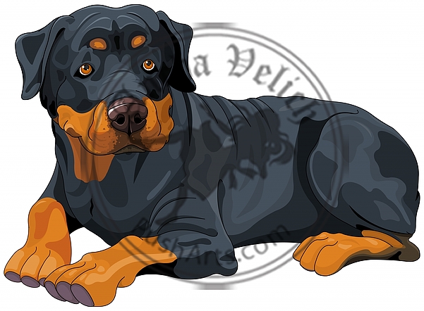 Rottweiler