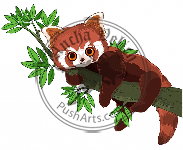 Red Panda Red Panda