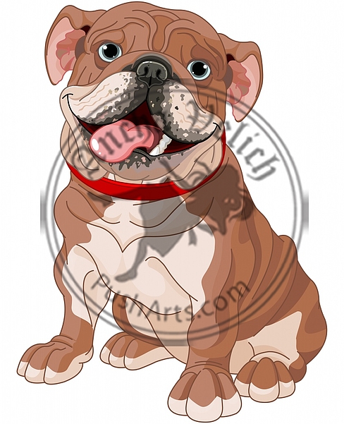 English bulldog