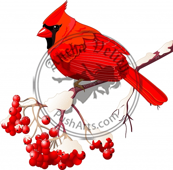 Red Cardinal bird