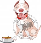Hungry Pit-bull
