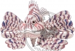 Lionfish/ Pterois