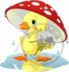 Duckling  under rain