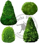 Collection of Bushes and Cypress