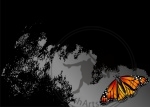 Butterfly Abstract Graphic