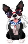 4th of July Boston Terrier